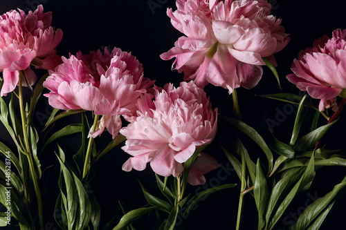 peony flowers in flat lay on dark background. beautiful moody flower arrangement close up. top view