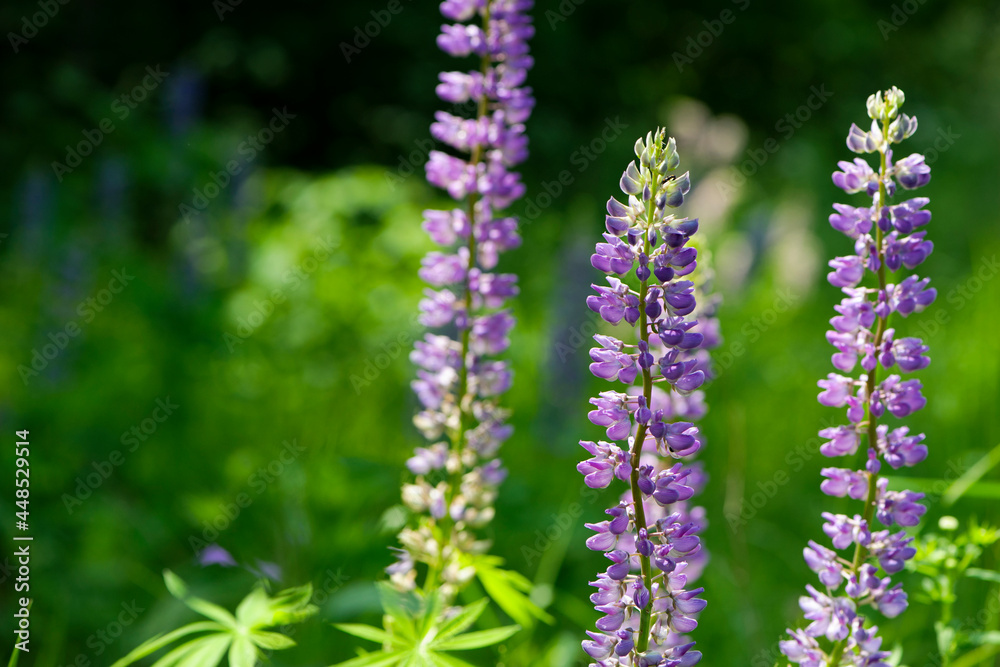 Blooming lupine flower. Lupine, a field of lupine with pink purple and blue flowers. Bouquet of lupines summer floral background. Lupine field. Purple spring and summer flower. nature close-up Blooming lupine flower. Lupine, a field of lupine with pink purple and blue flowers. Bouquet of lupines summer floral background. Lupine field. Purple spring and summer flower. nature close-up