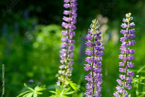 Blooming lupine flower. Lupine, a field of lupine with pink purple and blue flowers. Bouquet of lupines summer floral background. Lupine field. Purple spring and summer flower. nature close-up