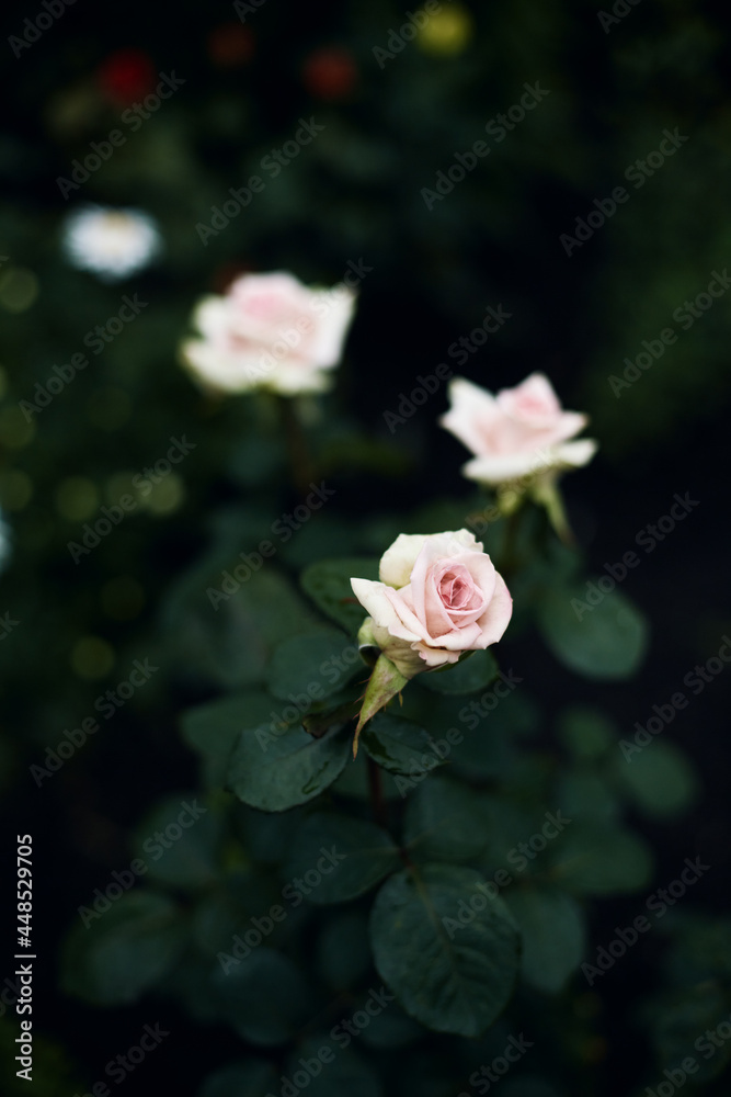 beautiful pale pink flowers of roses surrounded by emerald green foliage on a blurred background. summer garden at dusk, moody floral, selective background beautiful pale pink flowers of roses surrounded by emerald green foliage on a blurred background. summer garden at dusk, moody floral, selective background