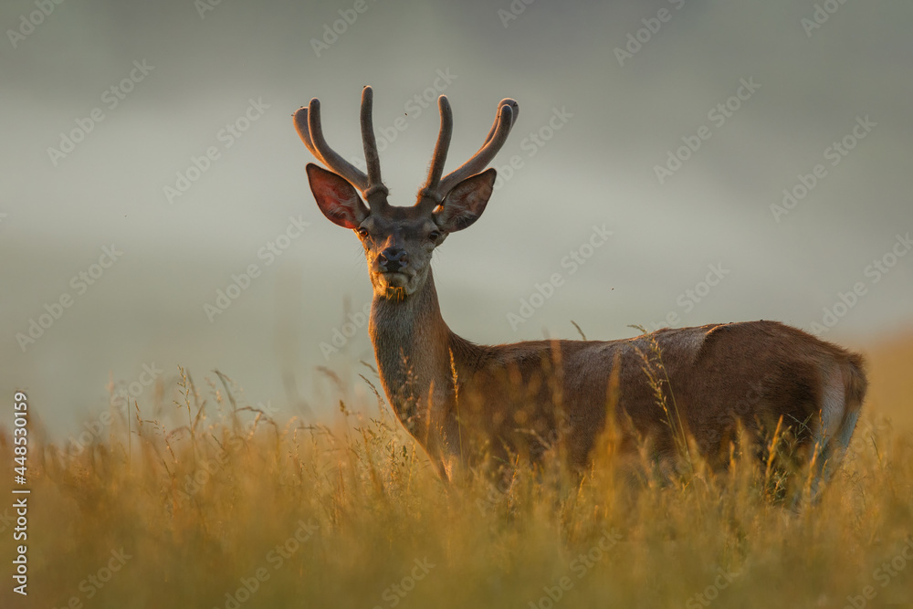 Young red deer standing in the high grass. Animal lit by morning sun rays with fog in the background. Stag with antlers covered in velvet. Red deer, Cervus elaphus, wildlife, Slovakia. Young red deer standing in the high grass. Animal lit by morning sun rays with fog in the background. Stag with antlers covered in velvet. Red deer, Cervus elaphus, wildlife, Slovakia.