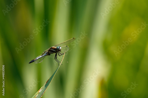 Dragonfly sitting on the grass. Female emperor, green dragonfly, Anax imperator, wildlife, Slovakia.