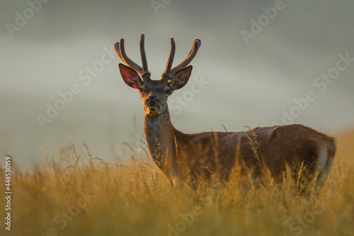 Young red deer standing in the high grass. Animal lit by morning sun rays with fog in the background. Stag with antlers covered in velvet. Red deer, Cervus elaphus, wildlife, Slovakia.