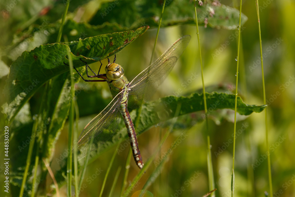 Dragonfly sitting on the grass. Female emperor, green dragonfly, Anax imperator, wildlife, Slovakia. Dragonfly sitting on the grass. Female emperor, green dragonfly, Anax imperator, wildlife, Slovakia.