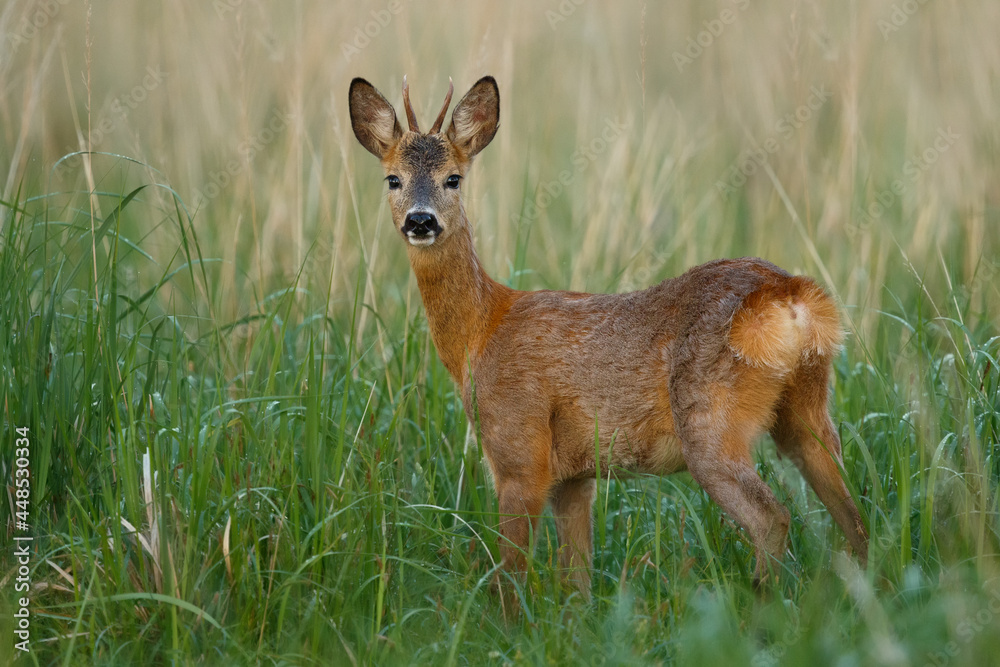 Young roe deer buck standing in high grass. Curious roe deer. Capreolus capreolus, wildlife, Slovakia.