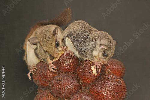 Two flying squirrel (Lomys horsfieldi) eating salak fruit. These animals are nocturnal or active at night.  photo