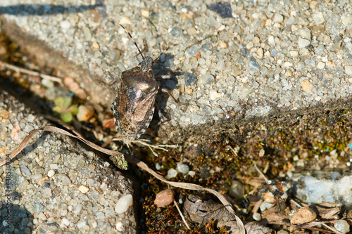 Graue Gartenwanze (Rhaphigaster nebulosa)	 photo