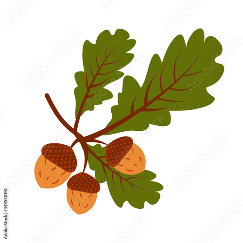 Oak branch with acorns