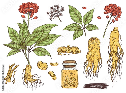 Collection of ginseng branches and roots engraving vector illustration isolated.