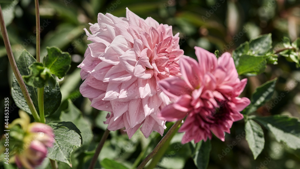 Obraz premium panoramic floral banner. beautiful large pink dahlia flower on a green background in drops of rain. selective focus. natural summer background