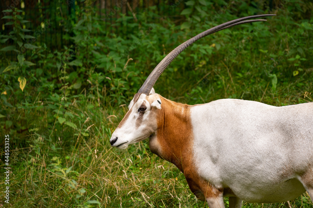 Oryks szablorogi w zoo