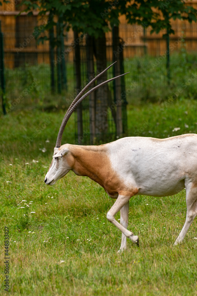 Fototapeta premium Oryks szablorogi