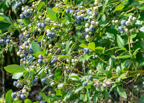 blueberry and leaf fragments, harvest time, big blueberries, berry picking time