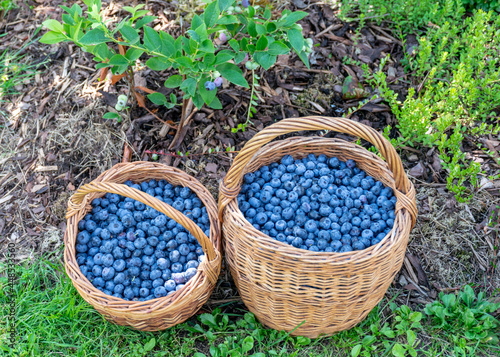 a pair of wicker baskets and blueberry berries