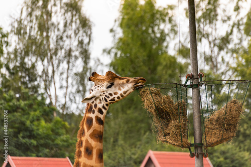 Żyrafa jedząca pokarm
