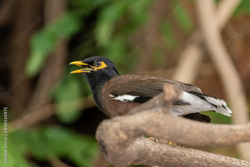 Fototapeta premium Myna bird sits on a tree branch.