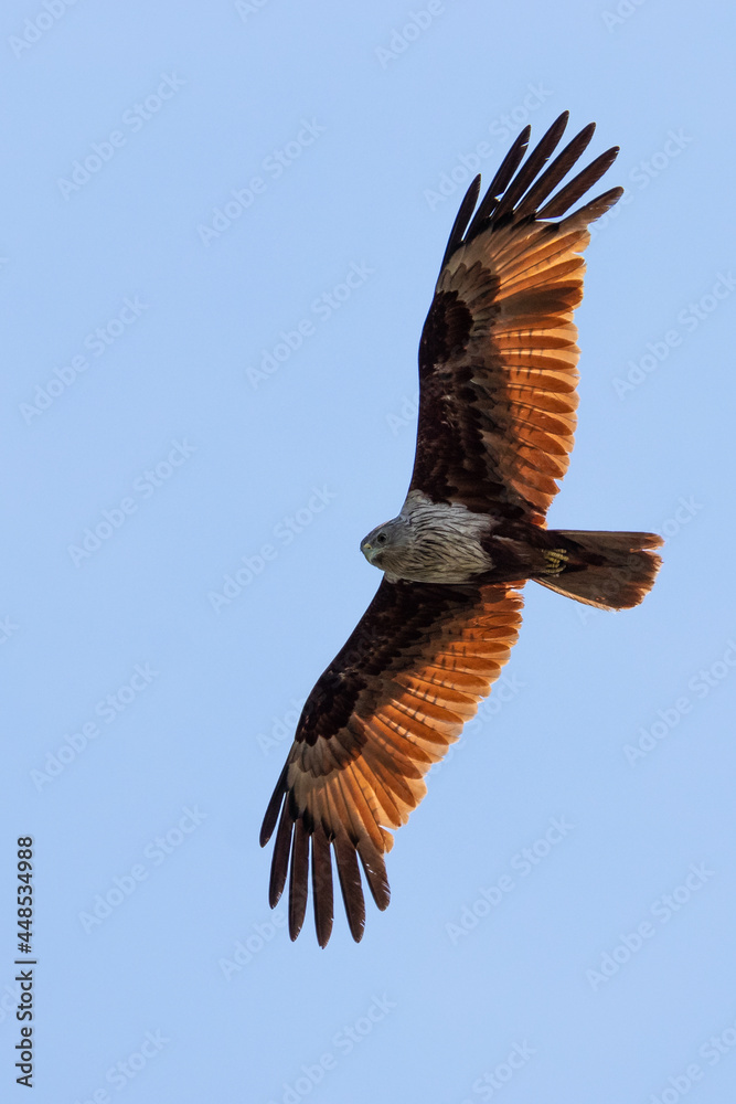 Fototapeta premium Hawk flying under blue sky.