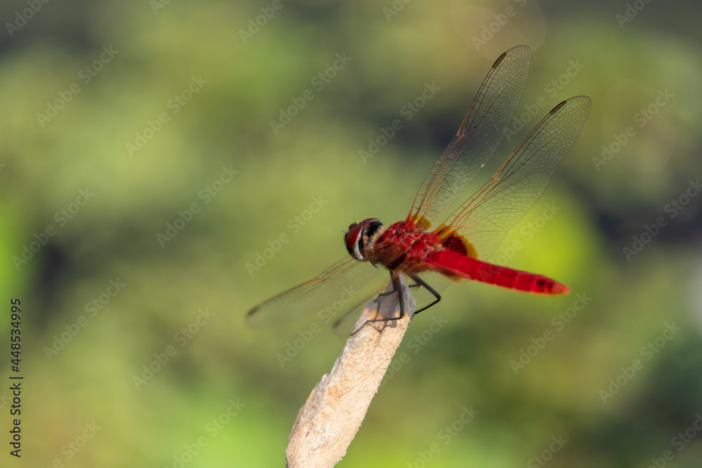 Closeup of beautiful dragonfly sitting on a tree branch in sunlight Closeup of beautiful dragonfly sitting on a tree branch in sunlight