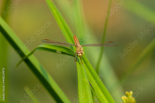 Closeup of beautiful dragonfly sitting on the leaf in sunlight