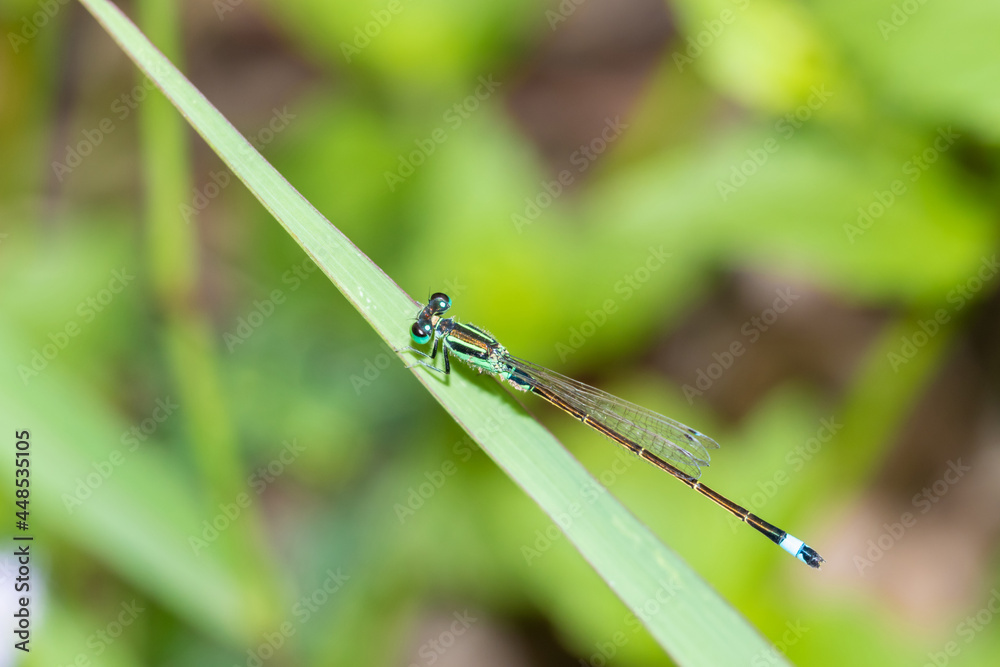 Closeup of beautiful dragonfly sitting on the leaf in sunlight Closeup of beautiful dragonfly sitting on the leaf in sunlight