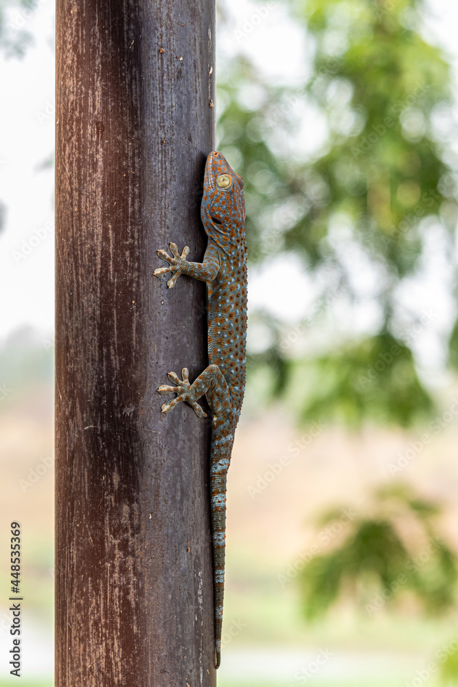Gecko or Tropical Asian geckos (Gecko gecko) on the iron tube. Gecko or Tropical Asian geckos (Gecko gecko) on the iron tube.