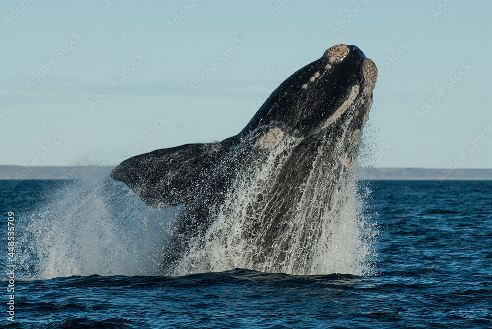 Fototapeta premium Sohutern right whale jumping, endangered species, Patagonia,Argentina