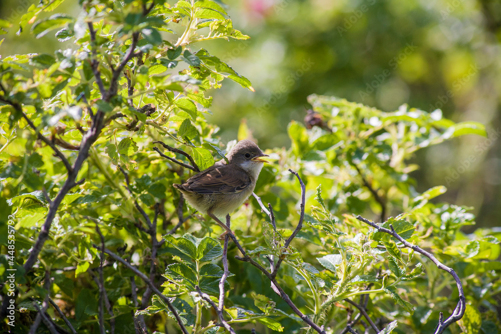 bird sitting on a tree branch bird sitting on a tree branch