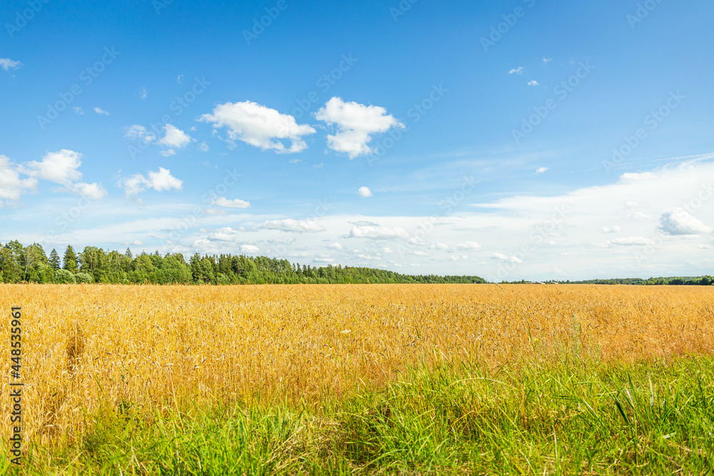 Wheat field, oblique strip of green forest in the distance and blue sky with clouds Wheat field, oblique strip of green forest in the distance and blue sky with clouds