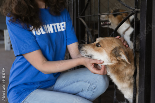 Canvas Print Volunteer near dog cage in animal shelter, closeup