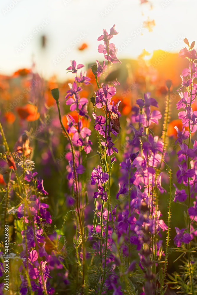 Delphinium poppies flowers in a field close-up. Beautiful colorful floral background in the sunset rays of the sun. The concept of summer, heat. Wild wildflowers, a poisonous plant. Blurred background