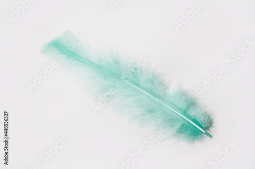 soft light fluffy bird feathers