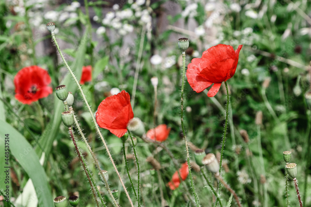 wonderful red poppies in green grass wonderful red poppies in green grass