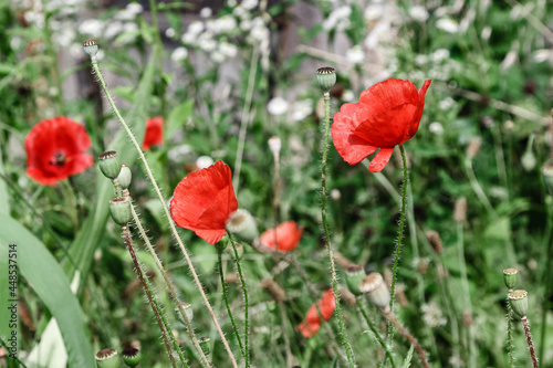 wonderful red poppies in green grass