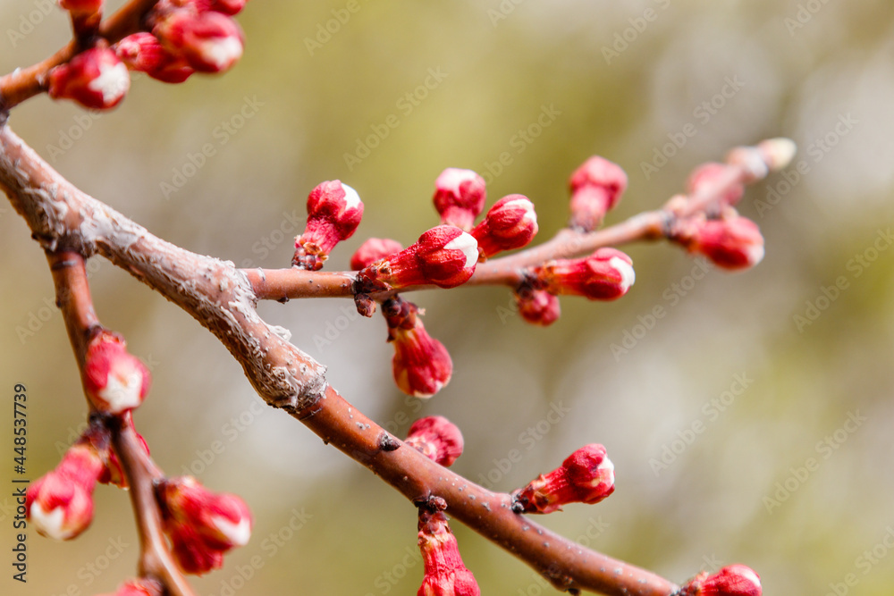 beautifully flowering cherry branches on which the bees sit beautifully flowering cherry branches on which the bees sit