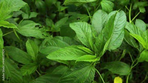 Wallpaper Mural Jute Land or Jute Fields. The green jute leaves are swaying in the wind. Torontodigital.ca