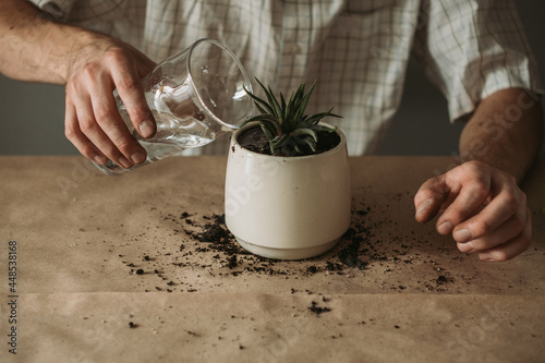 Male hands watering succulent plant in ceramic pot