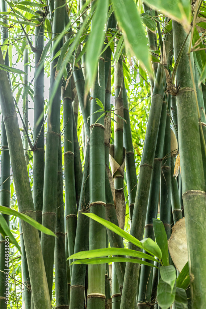 Fototapeta premium bamboo forest background