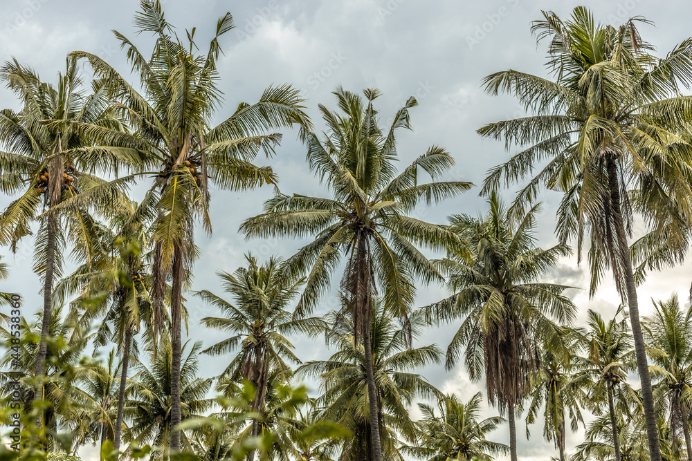 coconut trees