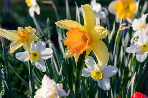 Fototapeta Naklejka Na Ścianę i Meble -  beautiful summer Trumpet daffodils