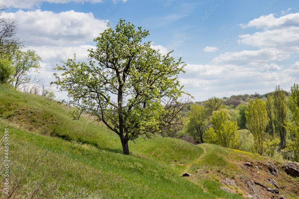 beautiful trees against the blue sky and clouds beautiful trees against the blue sky and clouds