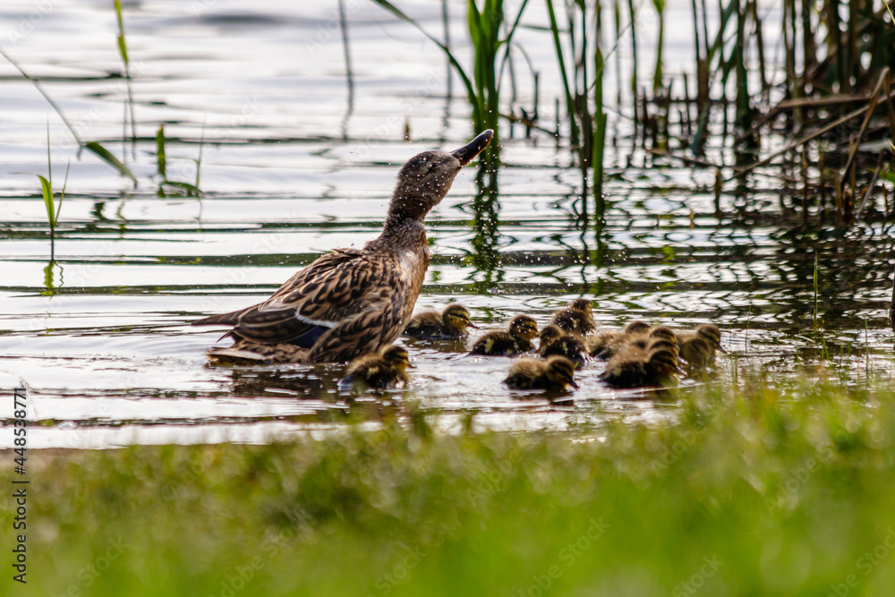 duck with ducklings swimming on the water body duck with ducklings swimming on the water body