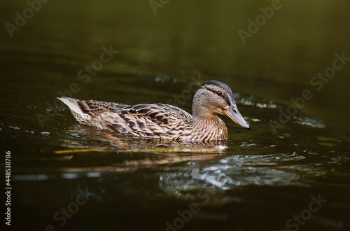 A cute brown wild duck swims on a forest lake on a summer day. Birds in the wild.
