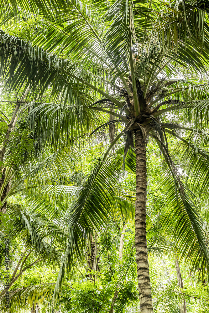 Fototapeta premium coconut tree