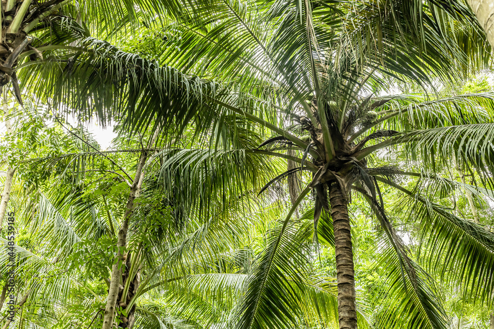 Fototapeta premium palm tree leaves