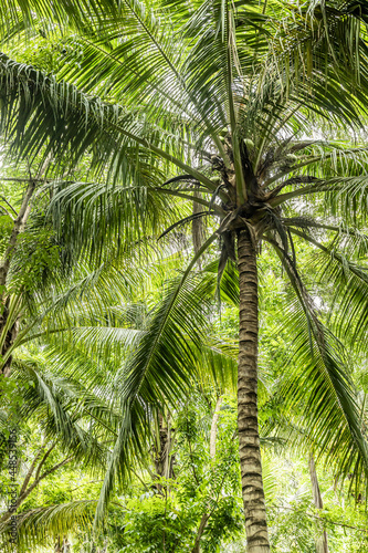 coconut tree