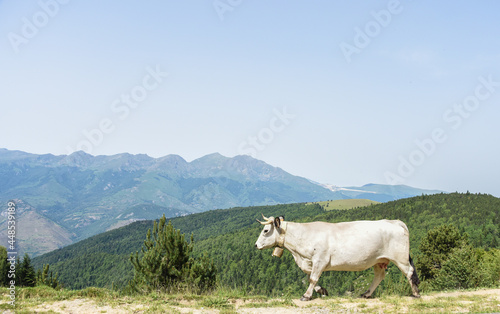 vache montagne Pyrénées Ariège Plateau de Beille France agriculture viande lait © JeanLuc