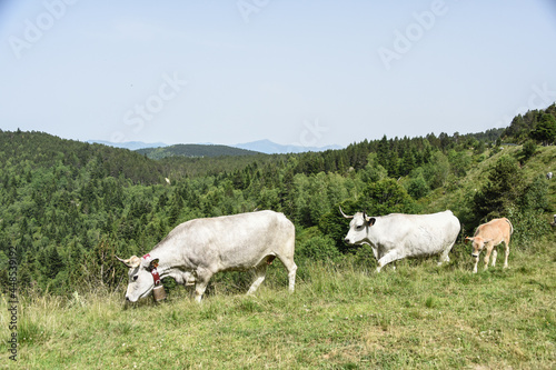 vache montagne Pyrénées Ariège Plateau de Beille France agriculture viande lait