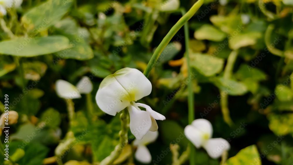 Beautiful blossoming lobia crop flowers on plant, flowering plants of lobia crop Beautiful blossoming lobia crop flowers on plant, flowering plants of lobia crop