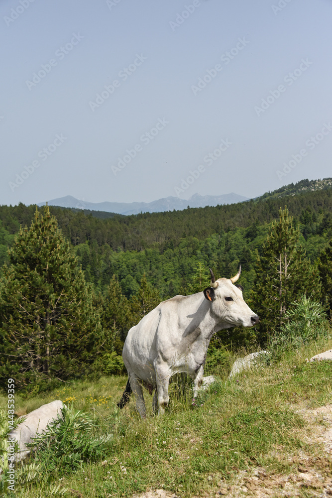 Obraz premium vache montagne Pyrénées Ariège Plateau de Beille France agriculture viande lait