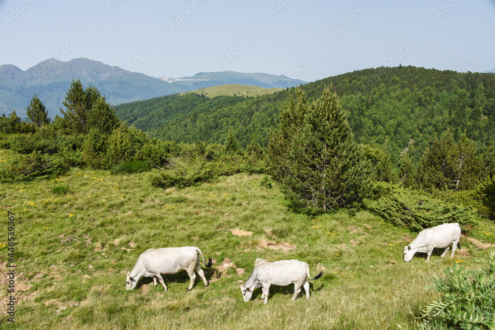 Obraz premium vache montagne Pyrénées Ariège Plateau de Beille France agriculture viande lait